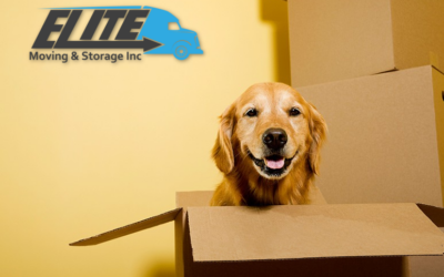 Tips For Moving With Pets in 2017