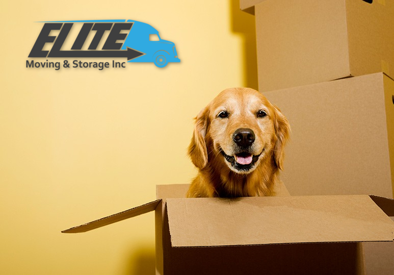 Tips For Moving With Pets in 2017