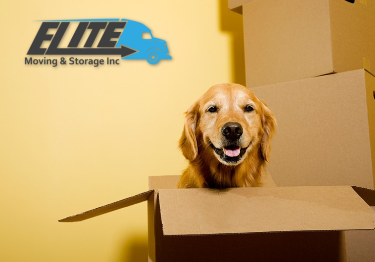 dog-in-box-pet-moving-tips