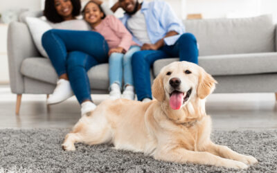 How to Make Your Move as Comfortable as Possible for Your Furry Family