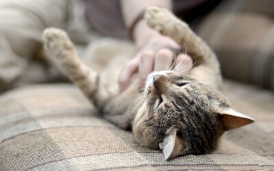 5 Tips For Keeping Your Pets Comfortable During a Move